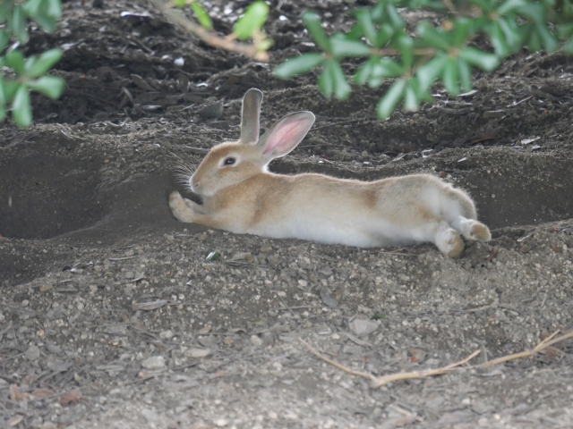 ウサギ