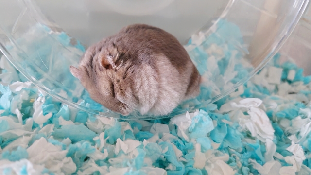 ハムスター